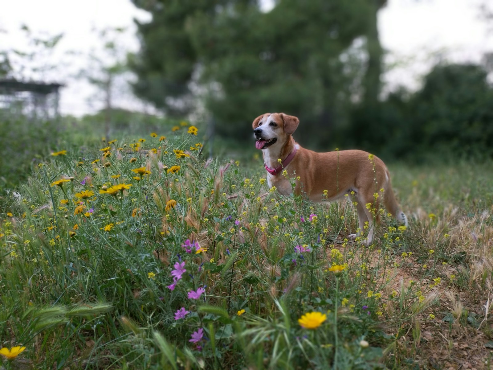 Zeckenschutz für Hunde – So schützt du deine Vierbeiner effektiv