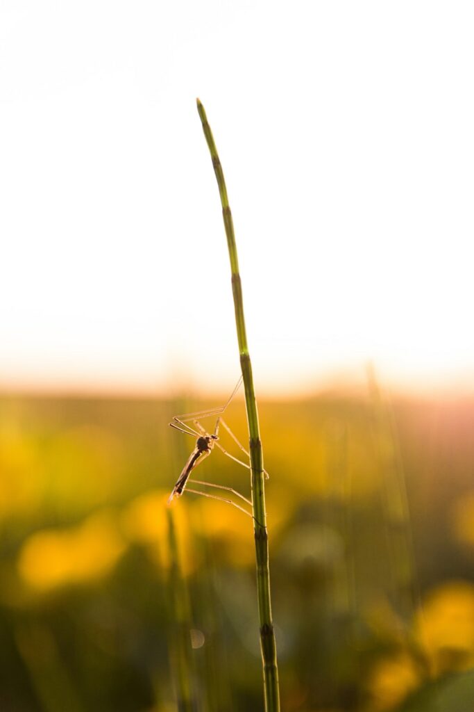 close up photography of insect