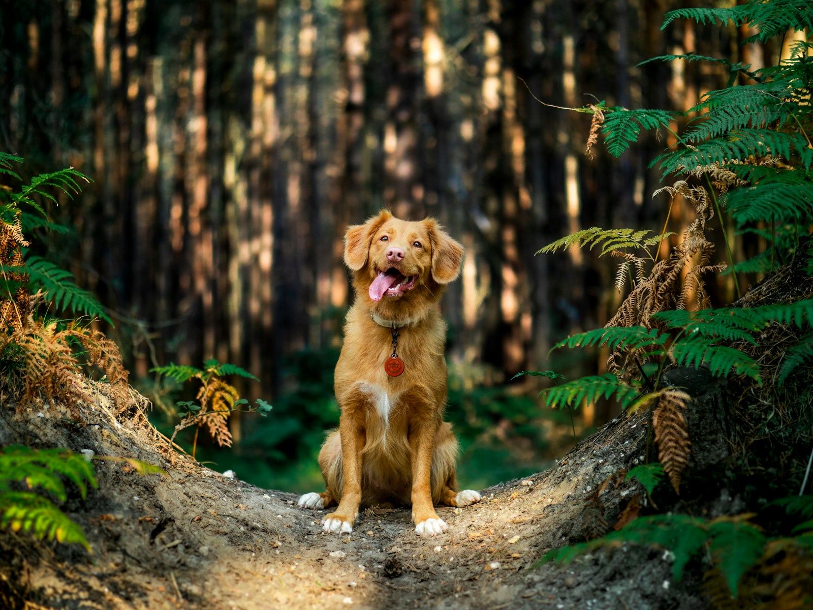 Mückenschutz für Hunde – Wie schütze ich meine Vierbeiner richtig