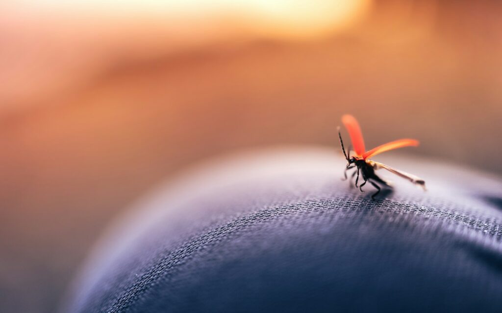 black and orange insect on black leather textile