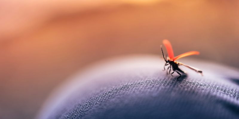 black and orange insect on black leather textile