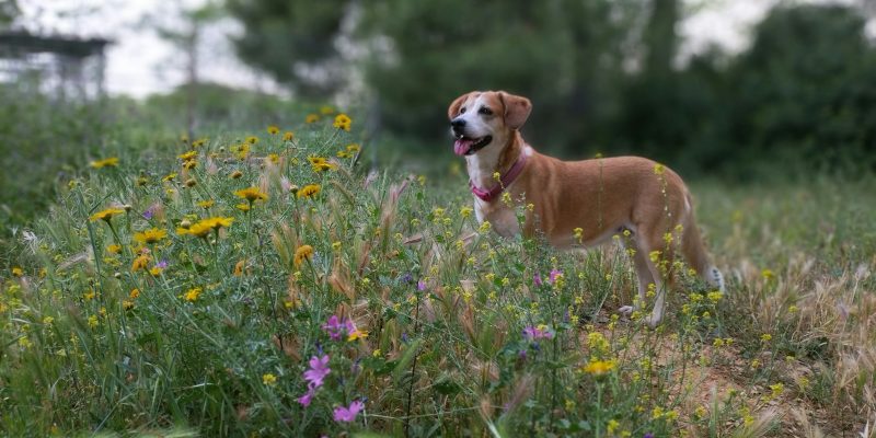 brown short coated dog on green grass field during daytime