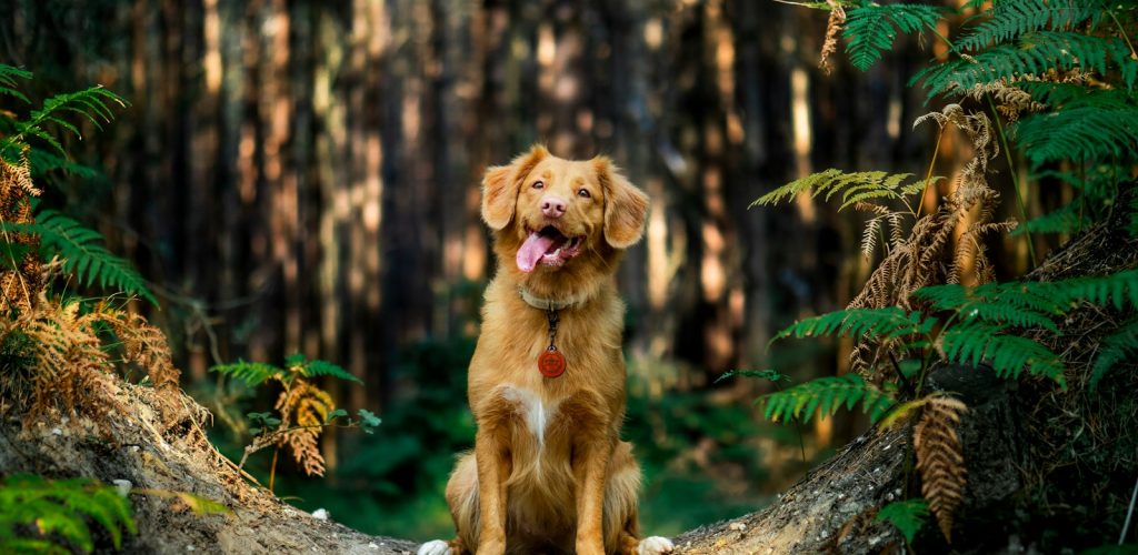 brown short coated dog on brown tree trunk